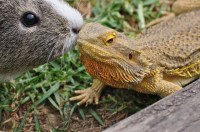 guinea pig and lizard